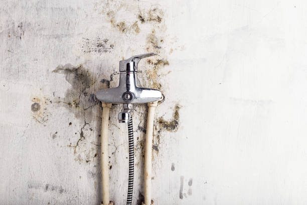 Best Mold Testing  in Tlassee, AL