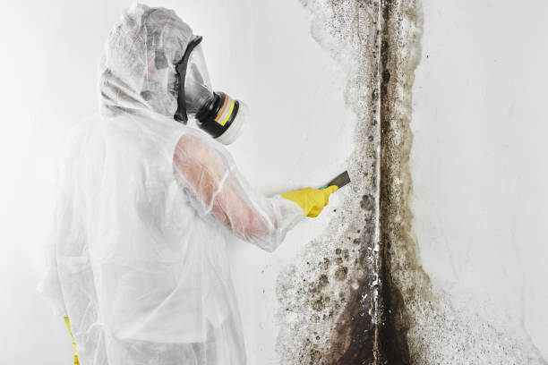 Best Professional Mold Removal  in Tlassee, AL