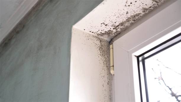 Office Mold Removal Services in Tallassee, AL