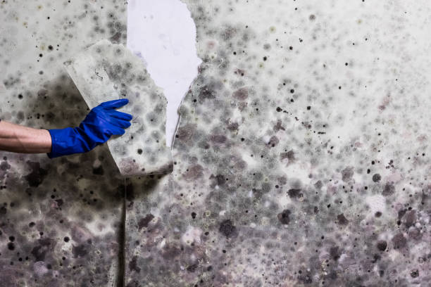 Best Home Mold Removal  in Tlassee, AL