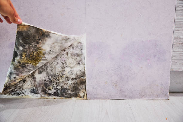 Best Residential Mold Removal  in Tlassee, AL